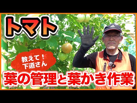 トマト栽培の決め手は葉の管理！下道さんが教える葉かきのコツと注意点をわかりやすく解説！【農園ライフ】