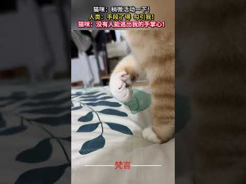 かわいい猫と人間の心温まるひととき【癒し動画】 サムネイル