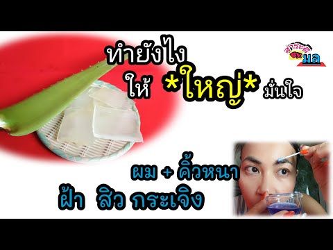 ว่านหางจระเข้เพิ่มความมั่นใจชา ว่านหางจระเข้เพิ่มความมั่นใจชา