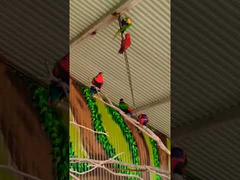 #birds #trending #viralshorts #shorts #tamilsong #waterpacketsong