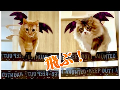 目覚めたら羽が生えていた猫たち！【元野良猫まるとら&ぽこまる】