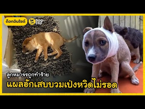 ลูกหมาจรถูกทำร้าย-แผลอักเสบบวม ลูกหมาจรถูกทำร้าย-แผลอักเสบบวม