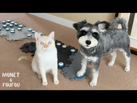 限られた単語で一生懸命伝える犬がけなげすぎる🥹
