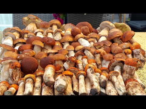 #เก็บเห็ด🍄เห็ดผึ้งหวาน-ดอกงามๆ #เก็บเห็ด🍄เห็ดผึ้งหวาน-ดอกงามๆ