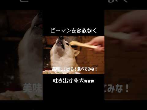 野菜なんかいらねえよ #柴犬