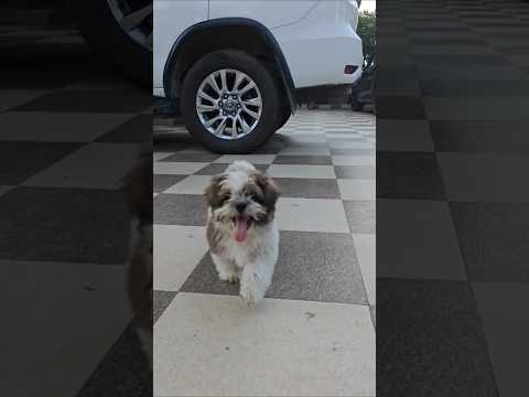 Oreo🐕#shorts#minivlog#viral#doglover#dog #doglife #2025 #comedy #fun #funny #love