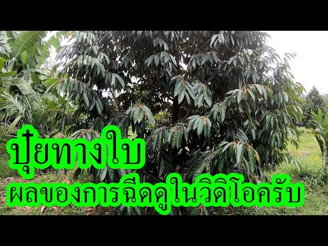 ปุ๋ยทางใบฉีดทุเรียน-ช่วยสงเสริ ปุ๋ยทางใบฉีดทุเรียน-ช่วยสงเสริ