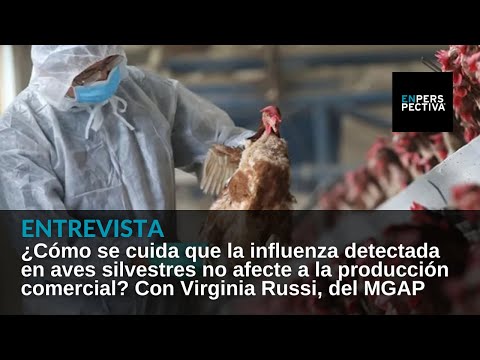 Emergencia sanitaria por gripe aviar: ¿Por qué se puede seguir consumiendo pollo y huevos?