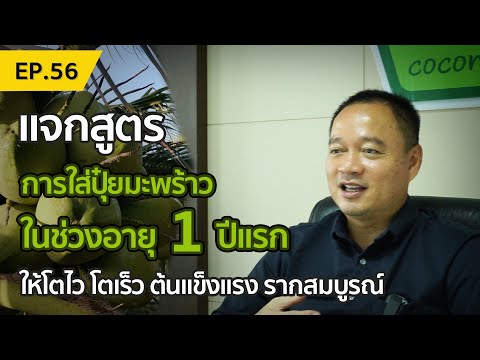 แจกสูตร-การใส่ปุ๋ยมะพร้าวในช่ว แจกสูตร-การใส่ปุ๋ยมะพร้าวในช่ว