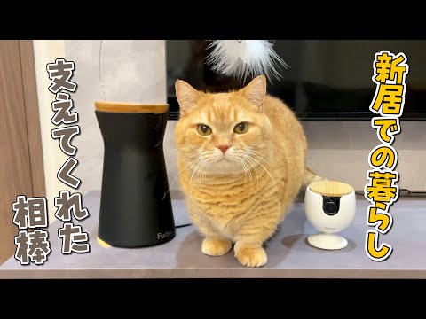 猫の動画サムネイル - 普段見られない愛猫の暮らしの一部始終を覗いたら楽しすぎました…！