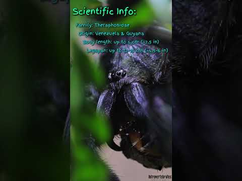 Spider Snapshot: Psalmopeus irminia – Venezuelan Sun Tiger Tarantula #spider #tarantula