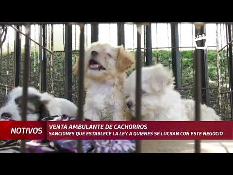 Venta ilegal de cachorros: ¿cuáles son las sanciones?