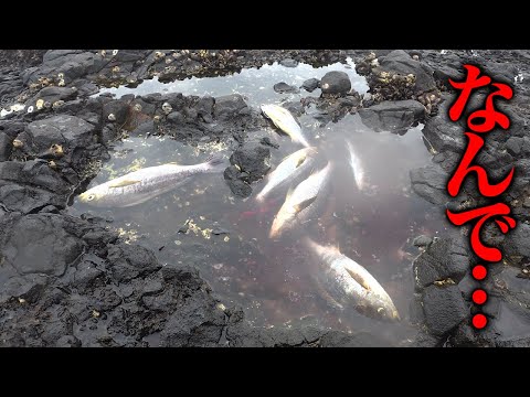 1投1匹…どうやったら釣れるのか分からなくなった日