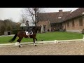 Dressage horse Milli - Millennium x L'espoir