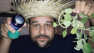 como se hace el vick vaporub casero como se hace el vick vaporub casero