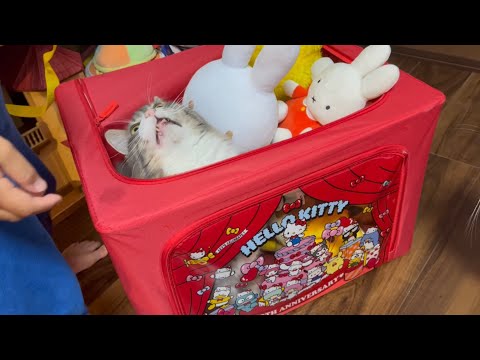 ぬいぐるみに紛れる猫　ノルウェージャンフォレストキャット　Cat hiding in a stuffed animal