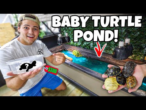BUYING BABY TURTLES for My mini POND!! I've had this 120 gallon turtle pond for years now but today I decided it was time for a remodel... 