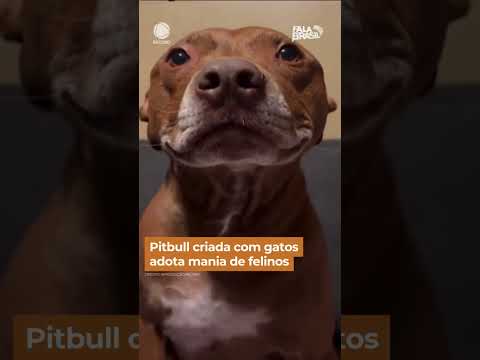 Pitbull criada com gatos adota mania de felinos #shorts