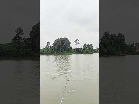 Cây tay không phao #fishing