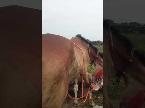 Red Horse ke liye ek catchy aur viral 🐎 | दुनिया का सबसे ताकतवर और खूबसूरत घोड़ा 🔥"#shorts #horse