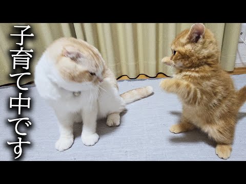 子猫と二人きりになったら大変なことが....