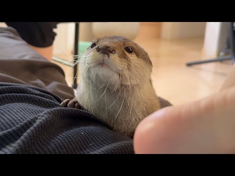 パパにべったりカワウソ・子供、ママにべったり子猫 A otter and child clinging to dad, and a kitten clinging to mom.