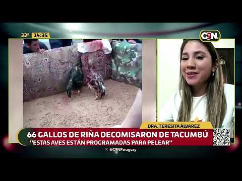 Decomisaron 66 gallos de riña en Tacumbú