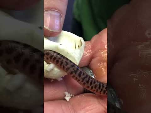 Snake Hatching Live The Legacy Aquarium Official GoFundMe Page_ https_//www.gofundme.com/f/brian-barczyks-legacy-aquariu