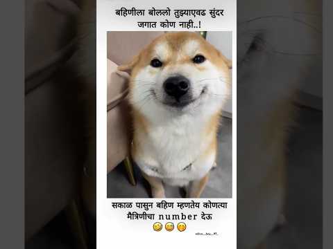 बहिण म्हणतेय..!!😂😝😜😂 #bappa #funny #cat #dogs #dog #shortsfeed #shortvideo #ternding #new #comedy
