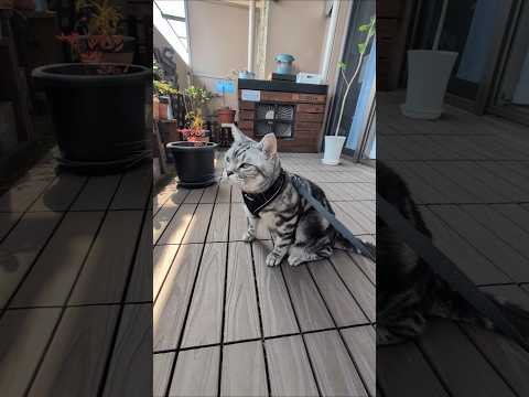 猫の動画サムネイル - ベランダ散歩＃アメショーのラッテ#アメリカンショートヘア #アメショー #猫との暮らし #猫と暮らす家