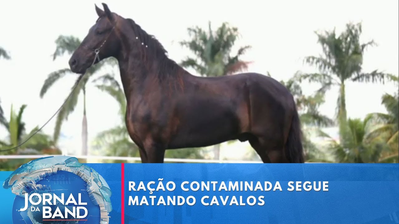 Ração contaminada segue matando cavalos | Jornal da Band