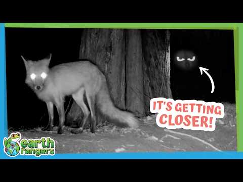 Something Is Sneaking Around This Fox Den at Night! | Earth Rangers