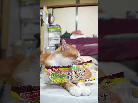 猫の動画サムネイル - 薄皮 チョコバナナクリームパン　250719 #cat #ねこ #cute #ネコ #ネコ　 #kitty　 #猫のいる暮らし　 #のせ猫　 #kitten