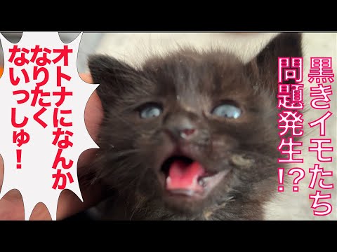 黒イモ幼猫兄妹、思わぬ問題が発生する Taro-kitties didn't want to grow up