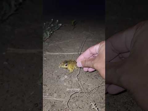 Frog And Toad Let's Go Fly Funny | Catch