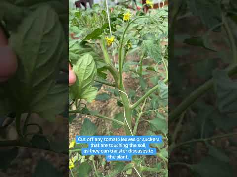 How to Grow Strong & Healthy Tomato Plants – Simple Tips That Work!