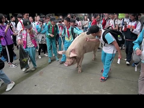 نفوق الخنزير الأشهر في الصين والذي نجا من الزلزال المدمر عام 2008…