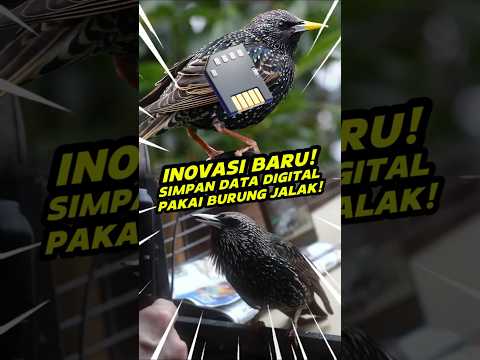 Burung Jalak Bisa Dipake Simpan Data? Kapasitas Berapa Ini?