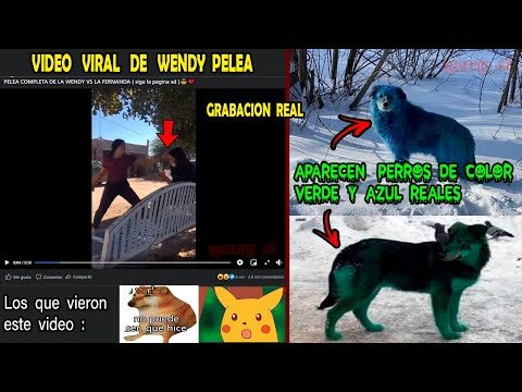 Video viral Wendy Pelea y Aparecen perros de color verde Reales Grabaciones Reales