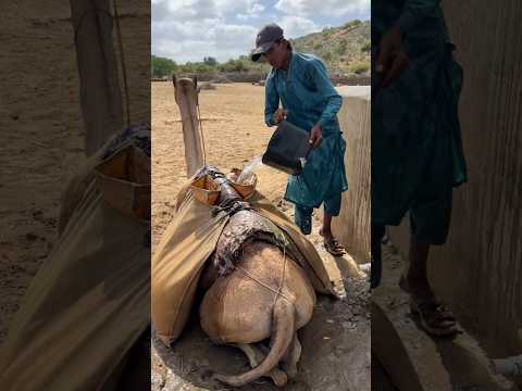 People carry drinking water with great difficulty using camels.