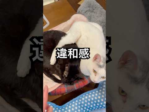 え!?それ、腕じゃないの?【黒猫リン】
