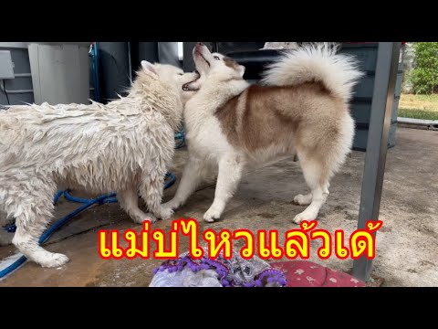 บ่เห็นติว่ากำลังโมโหพวกสูกะพาก