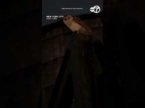 Barn owl screeches at onlookers on Upper West <strong>side</strong>