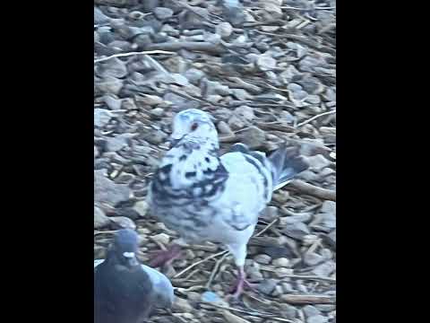 Daily dose of pigeon part 4