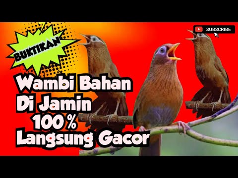 wambi betina memanggil wambi jantan