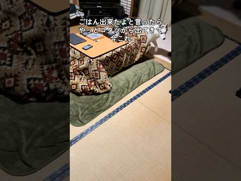 いつまで入ってんだよ #shorts