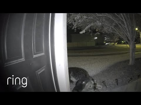 Lost Alligator Checks Out Someone’s Front Door | RingTV