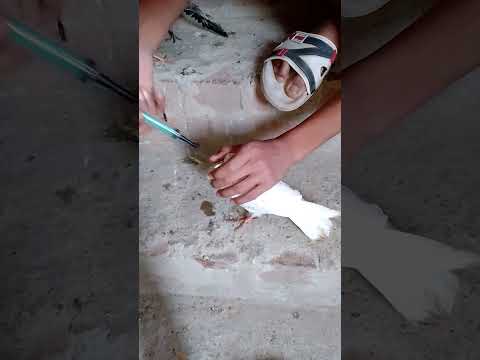 #pigeon #kabootar #kabutar #birds #pets 😮🦅🦅🕊️🕊️✔️‼️‼️‼️