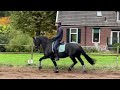 Dressage horse Friese ruin zoekt ervaren ruiter/amazone