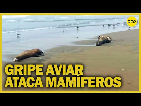 Perú: Gripe aviar estaría matando lobos de mar en el sur chico de Lima